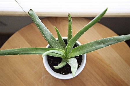 MORE-ABOUT-ALOE-VERA