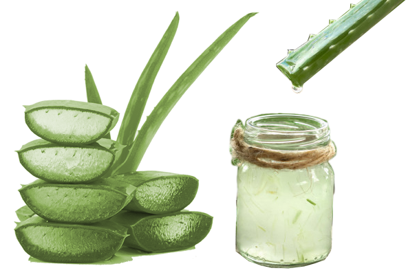 MAKING ALOE VERA GEL AT HOME